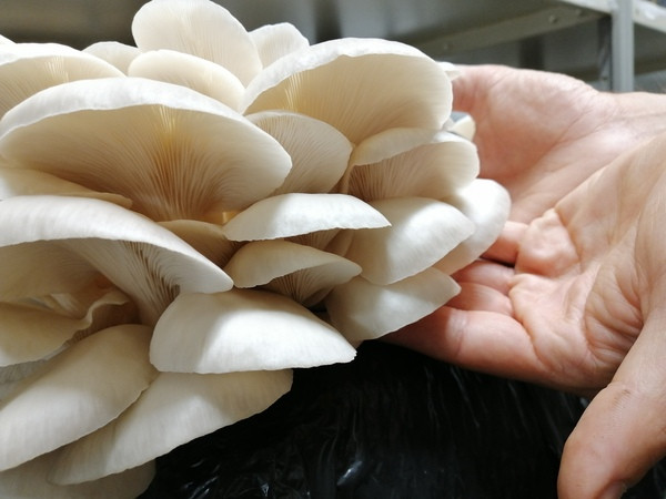 Fungi Girona